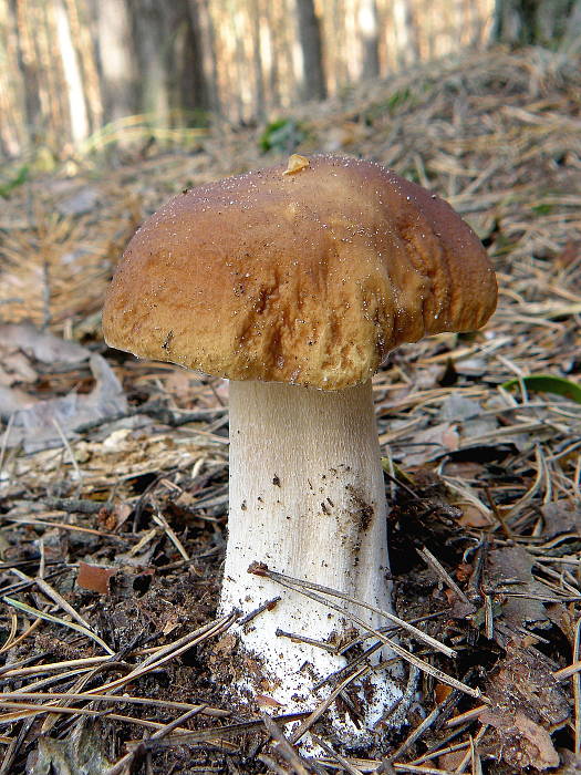 hríb smrekový Boletus edulis Bull.