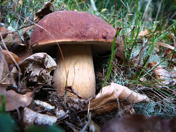 hríb sosnový Boletus pinophilus Pil. et Dermek in Pil.