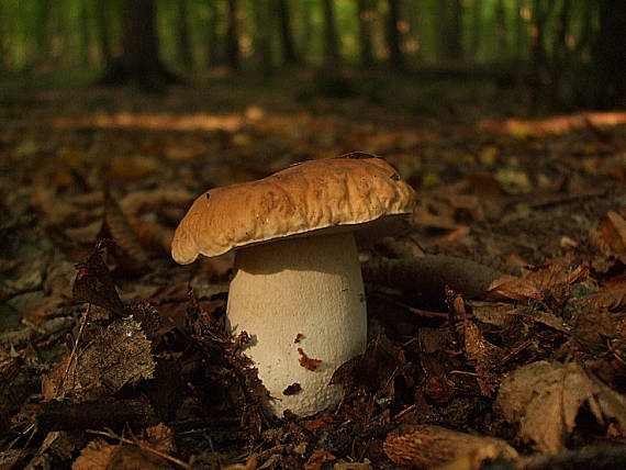 hríb dubový Boletus reticulatus Schaeff.