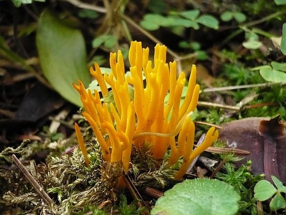 parôžkovec lepkavý Calocera viscosa (Pers.) Fr.