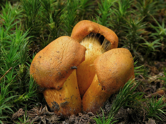 pavučinovec Cortinarius sp.