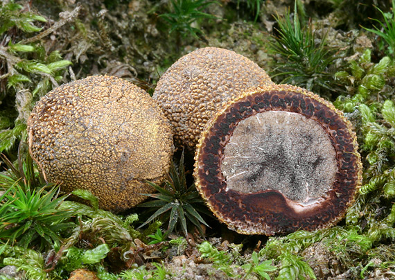 srnka ježatá Elaphomyces muricatus Fr.