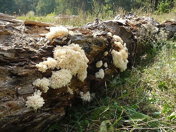 koralovec bukový Hericium coralloides (Scop.) Pers.