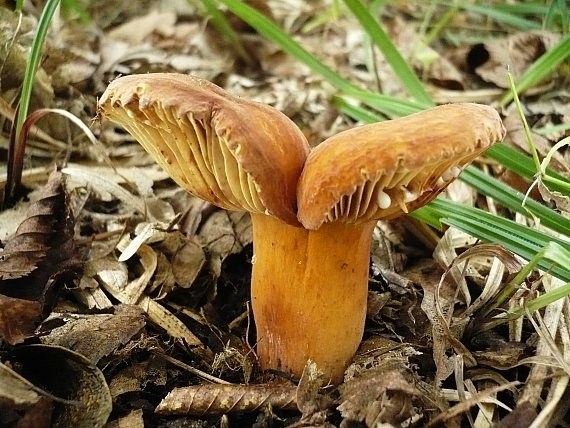 rýdzik gáfrový Lactarius camphoratus (Bull.) Fr.