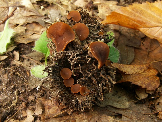 terčovka čiašková Lanzia echinophila (Bull.) Korf