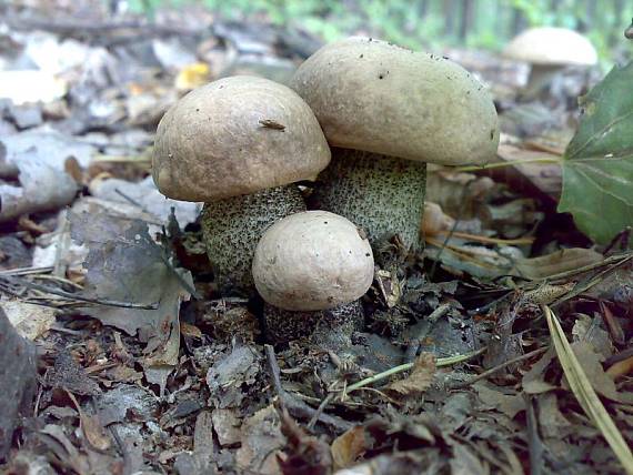 kozák topoľový f.robustná? Leccinum duriusculum f. robustum ? Lannoy & Estadès, 1994