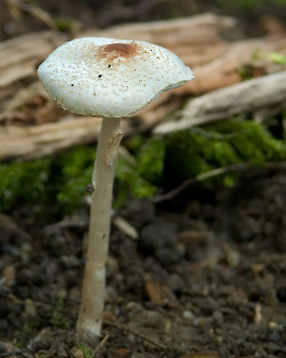 bedlička páchnúca Lepiota cristata Barla