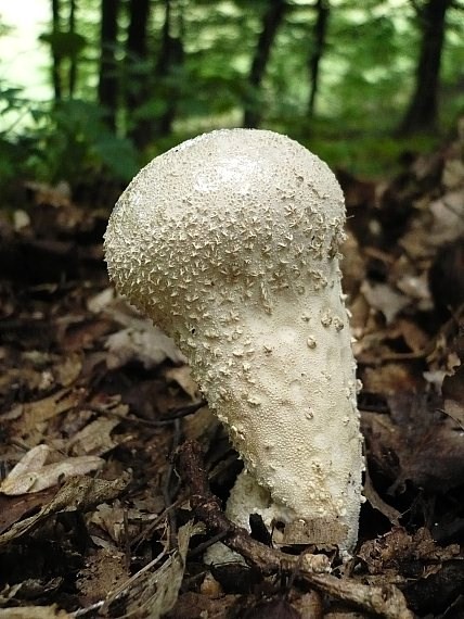 rozpadavec stopkatý Lycoperdon excipuliforme (Scop.) Pers.