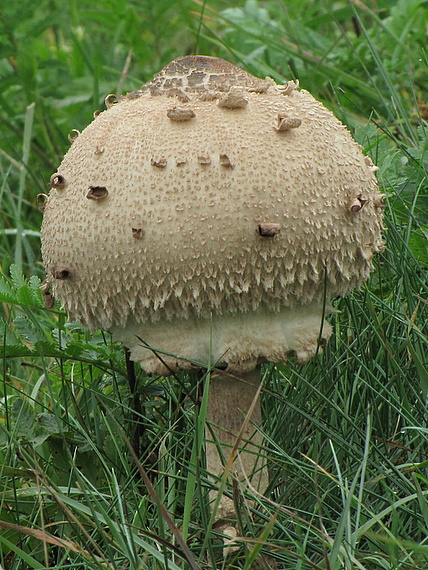 bedľa vysoká Macrolepiota procera (Scop.) Singer