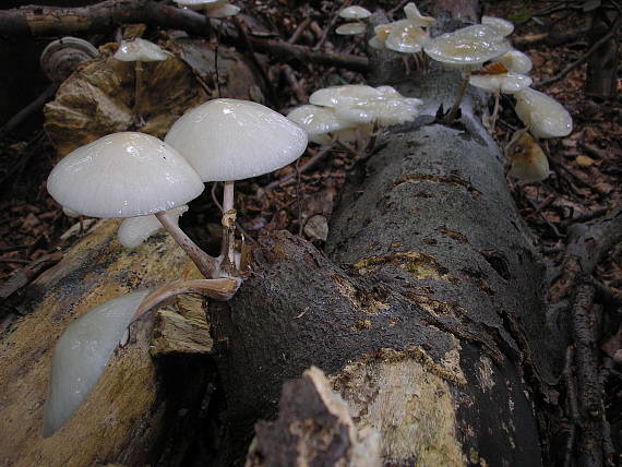 sliznačka obyčajná Mucidula mucida (Schrad.) Pat.