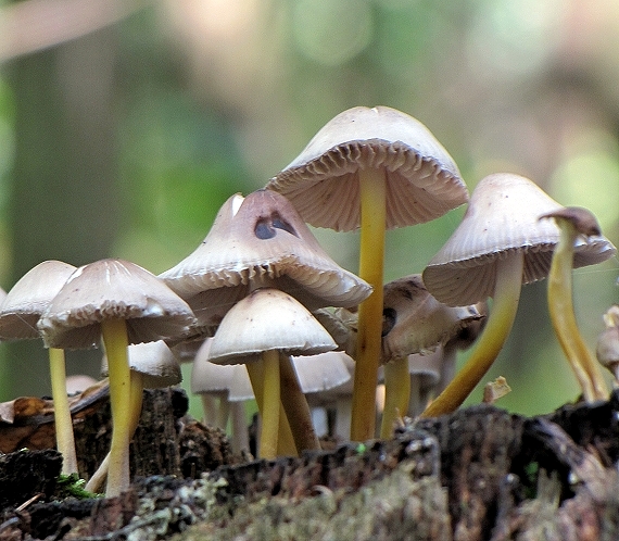 prilbička žltohlúbiková -helmovka žlutonohá Mycena renati Quél.