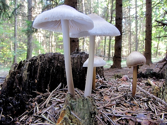 prilbička-helmovka Mycena sp.