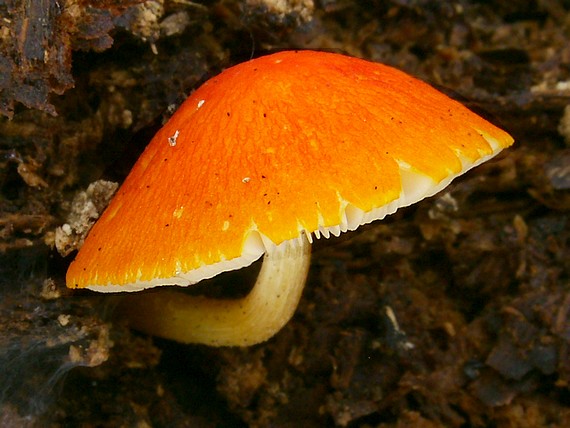 štítovka šarlátová Pluteus aurantiorugosus (Trog) Sacc.