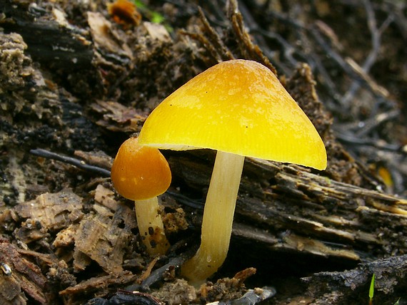 štítovka škoricovohnedá Pluteus chrysophaeus (Schaeff.) Quél.