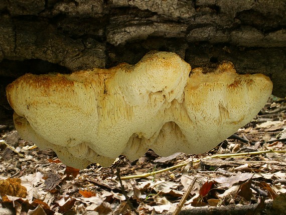 penovec Litschauerov Pseudospongipellis litschaueri (Lohwag) Y.C. Dai & Chao G. Wang