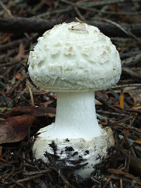 muchotrávka citrónovožltá biela Amanita citrina var. alba (Gillet) Rea