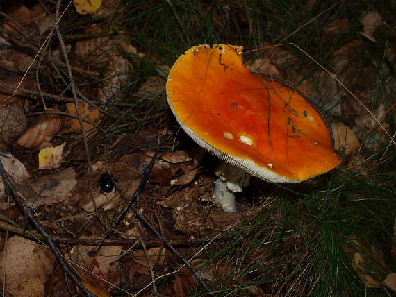 muchotrávka červená holá Amanita muscaria var. aureola (Kalchbr.) Quél.