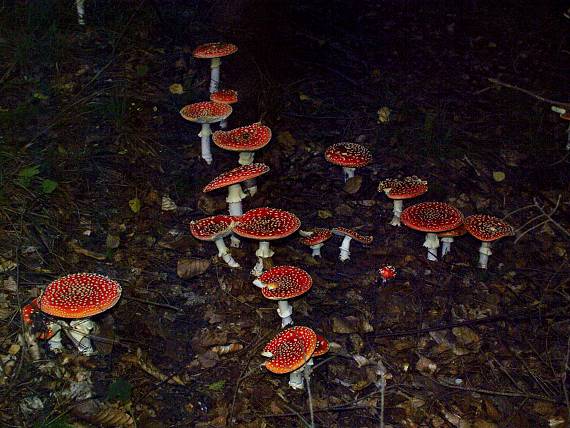 muchotrávka červená Amanita muscaria (L.) Lam.