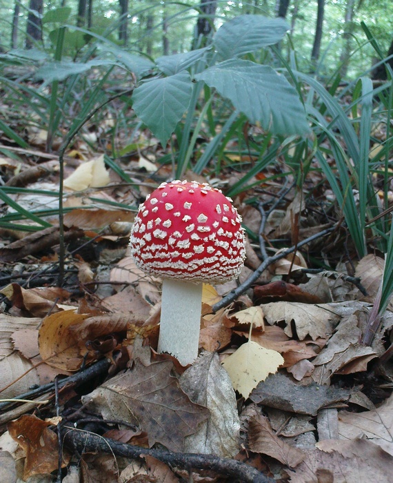 muchotrávka červená Amanita muscaria (L.) Lam.