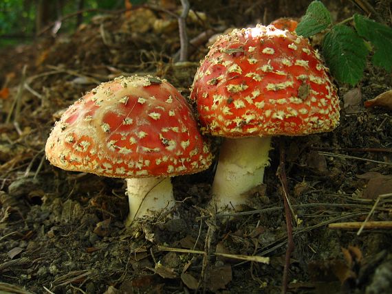 muchotrávka červená Amanita muscaria (L.) Lam.