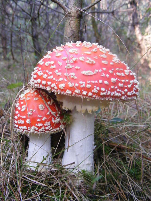 muchotrávka červená Amanita muscaria (L.) Lam.