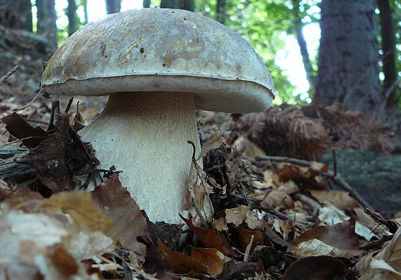 hríb smrekový Boletus edulis Bull.