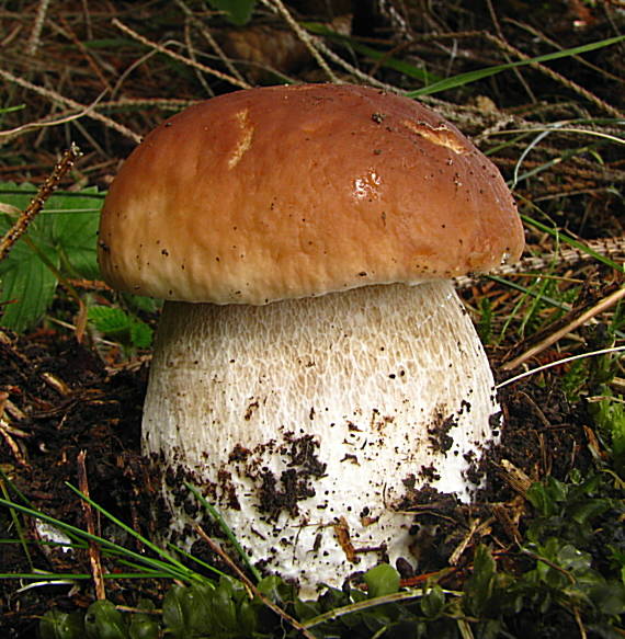 hríb smrekový  Boletus edulis Bull.