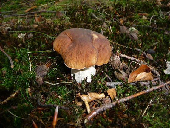 hríb smrekový Boletus edulis Bull.