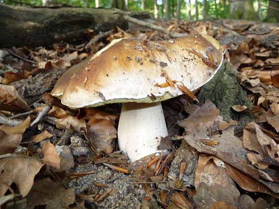 hríb smrekový Boletus edulis Bull.