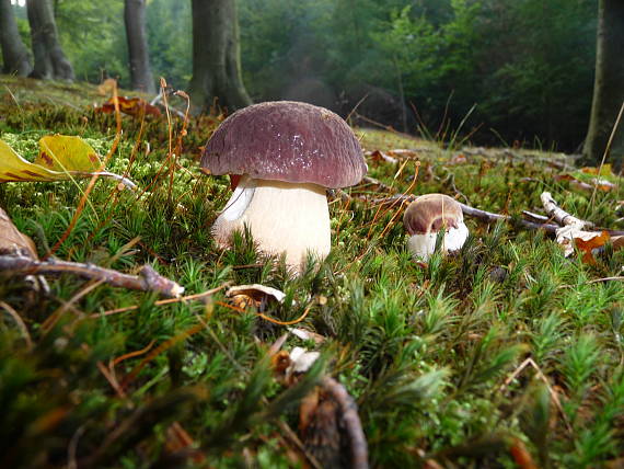 hríb sosnový Boletus pinophilus Pil. et Dermek in Pil.