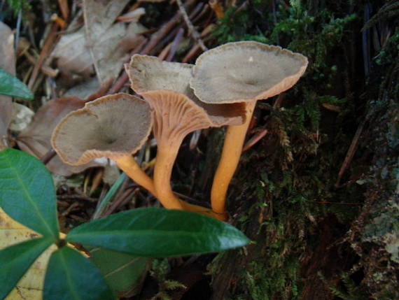 kuriatko Cantharellus sp.