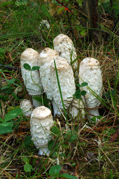 hnojník obyčajný Coprinus comatus (O.F. Müll.) Pers.