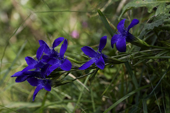 pahorec brvitý Gentianopsis ciliata (L.) Ma