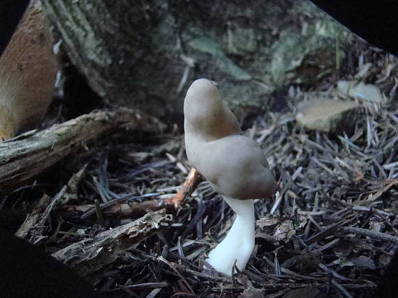 chriapač Helvella sp.