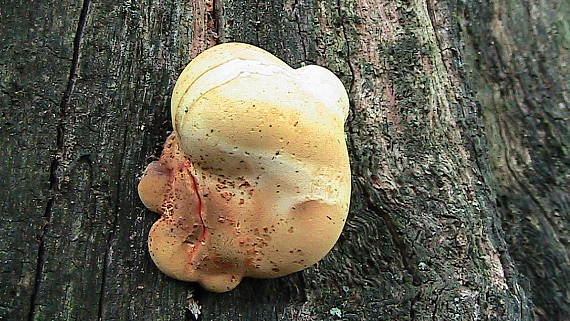 sírovec obyčajný Laetiporus sulphureus (Bull.) Murrill