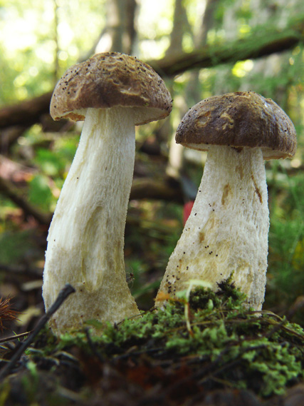 kozák Leccinum sp.