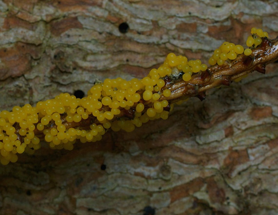 slizovka Myxomycetes