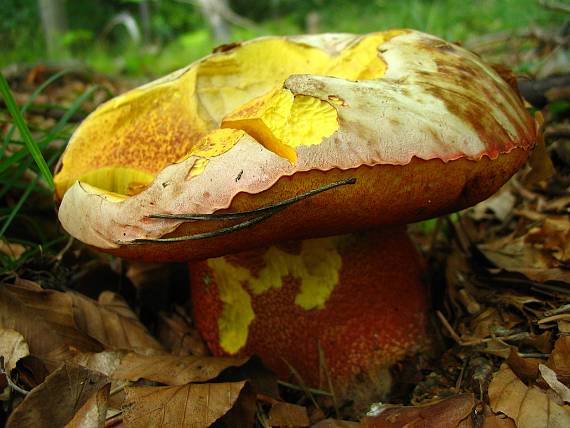 hríb purpurový Rubroboletus rhodoxanthus Kuan Zhao &amp; Zhu L. Yang