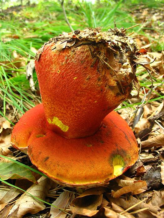 hríb purpurový Rubroboletus rhodoxanthus Kuan Zhao &amp; Zhu L. Yang