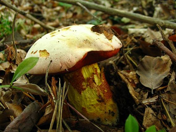 hríb purpurový Rubroboletus rhodoxanthus Kuan Zhao &amp; Zhu L. Yang