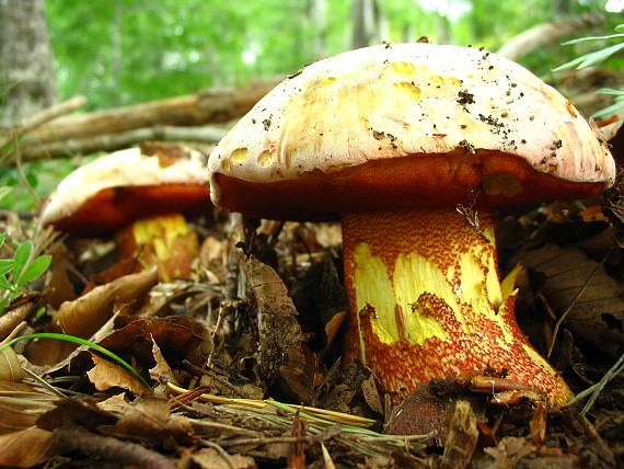 hríb purpurový Rubroboletus rhodoxanthus Kuan Zhao &amp; Zhu L. Yang