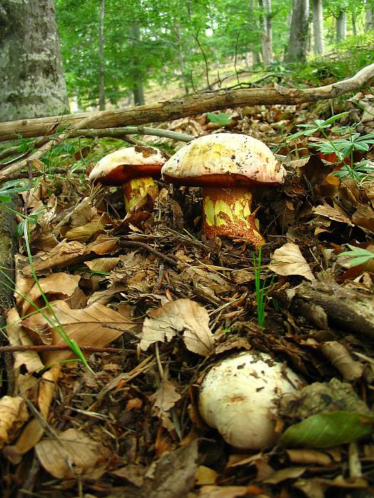 hríb purpurový Rubroboletus rhodoxanthus Kuan Zhao &amp; Zhu L. Yang