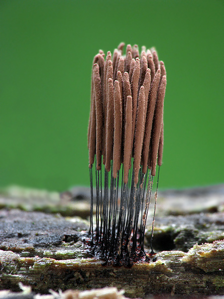 pazderka Stemonitis sp.