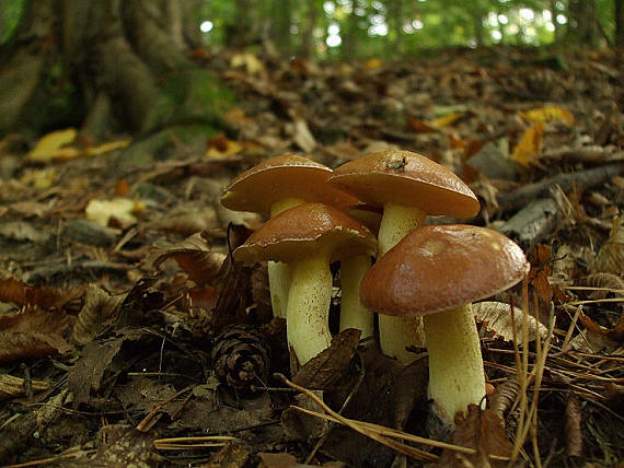 masliak zrnity Suillus granulatus (L.) Roussel