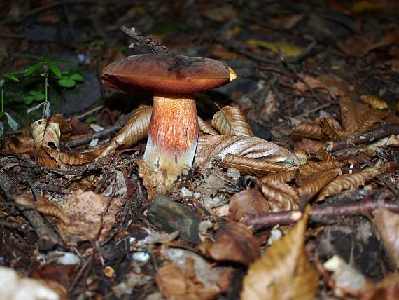 hríb zrnitohlúbikový Sutorius luridiformis (Rostk.) G. Wu & Zhu L. Yang