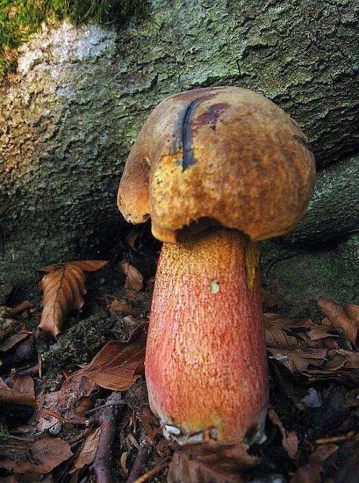 hríb zrnitohlúbikový Sutorius luridiformis (Rostk.) G. Wu & Zhu L. Yang