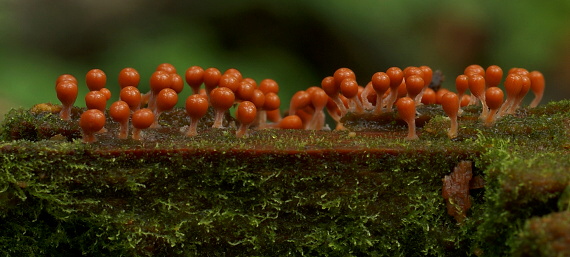 vlasnačka Trichia decipiens var. decipiens (Pers.) T. Macbr.