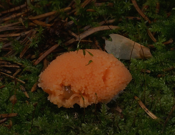 jahodník sasankovitý  Tubifera ferruginosa (Batsch) J.F. Gmel.