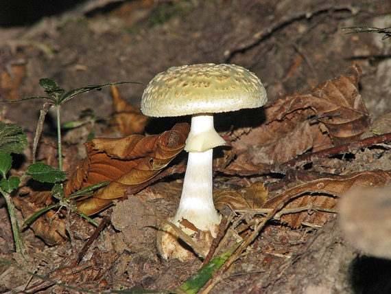 muchotrávka citrónovožltá Amanita citrina Pers.