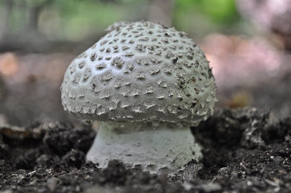 muchotrávka ostnatá Amanita echinocephala (Vittad.) Quél.